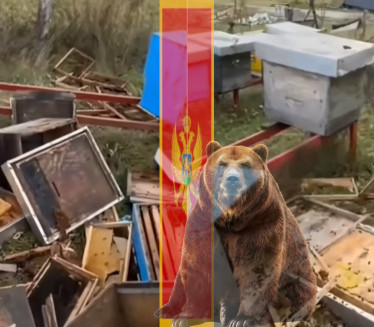 HAOS U CRNOJ GORI Mečka ušla u dvorište sa košnicama (VIDEO)