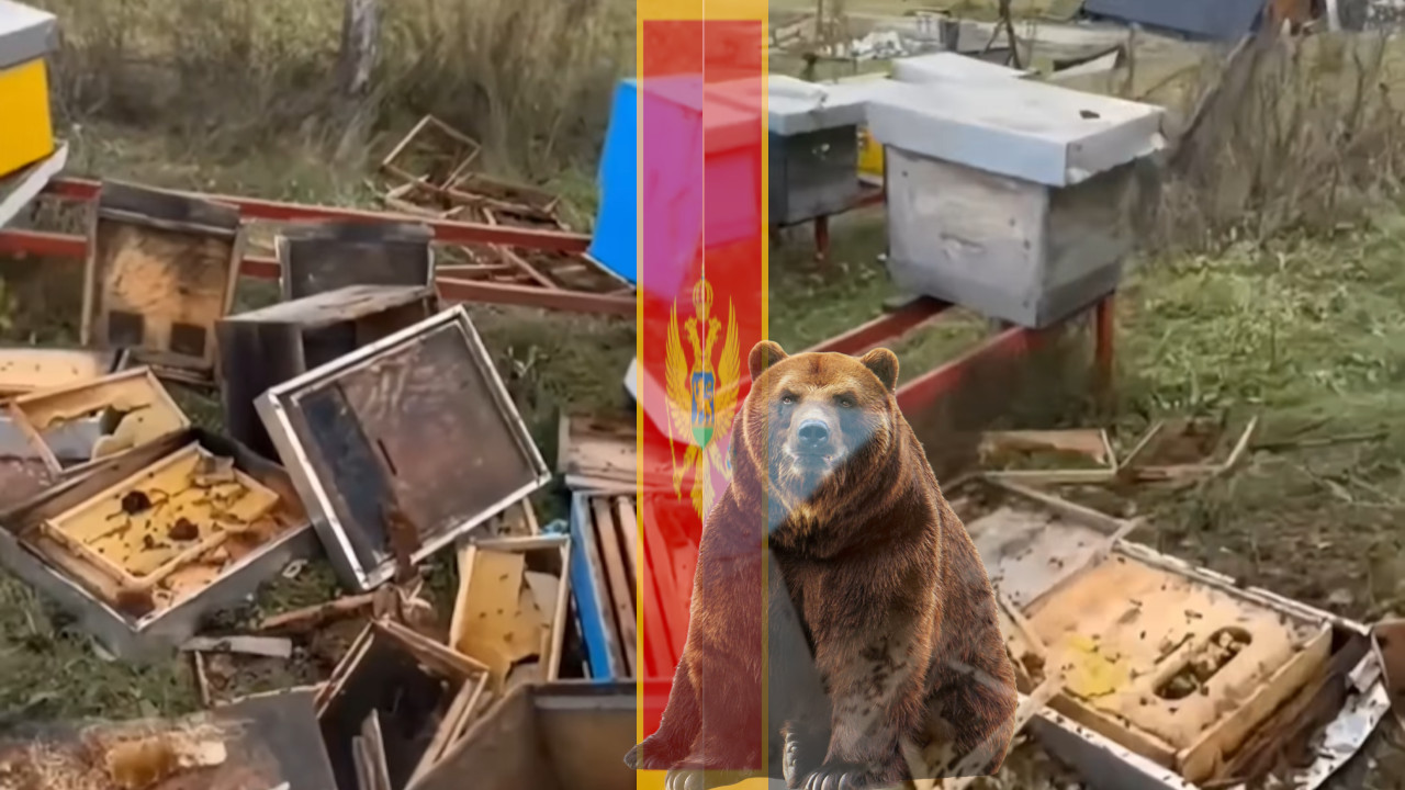 HAOS U CRNOJ GORI Mečka ušla u dvorište sa košnicama (VIDEO)