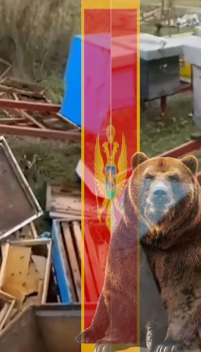 HAOS U CRNOJ GORI Mečka ušla u dvorište sa košnicama (VIDEO)