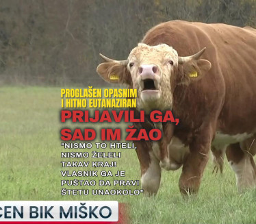 УСМРЋЕН БИК МИШКО: Пријавили га, сад им је жао (ВИДЕО)