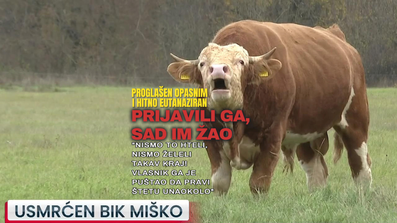 УСМРЋЕН БИК МИШКО: Пријавили га, сад им је жао (ВИДЕО)