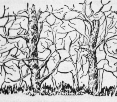 KOJU ŽIVOTINJU STE UGLEDALI?Otrkrijte istinu o vašoj ličnosti