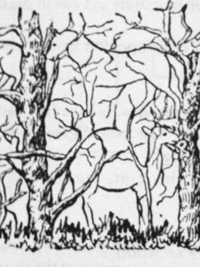 KOJU ŽIVOTINJU STE UGLEDALI?Otrkrijte istinu o vašoj ličnosti