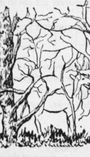 KOJU ŽIVOTINJU STE UGLEDALI?Otrkrijte istinu o vašoj ličnosti