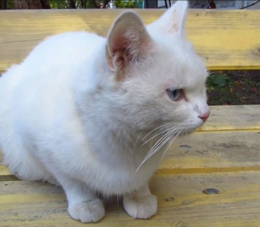 BELA MAČKA VAM JE PREŠLA PUT? Evo šta to znači