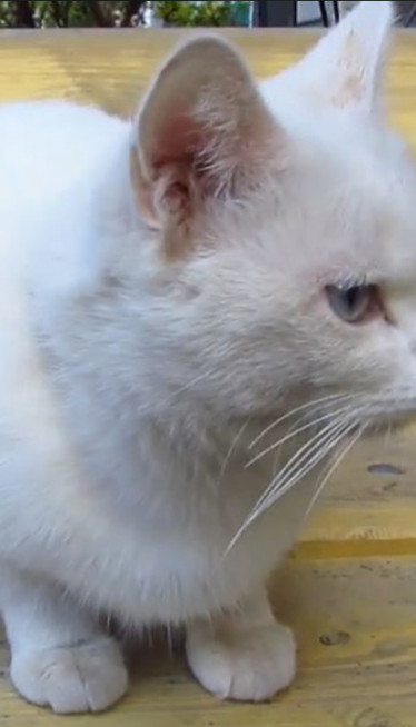 BELA MAČKA VAM JE PREŠLA PUT? Evo šta to znači