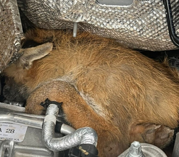 ZASVETLELA LAMPICA: Nećete verovati ŠTA je našao pod haubom