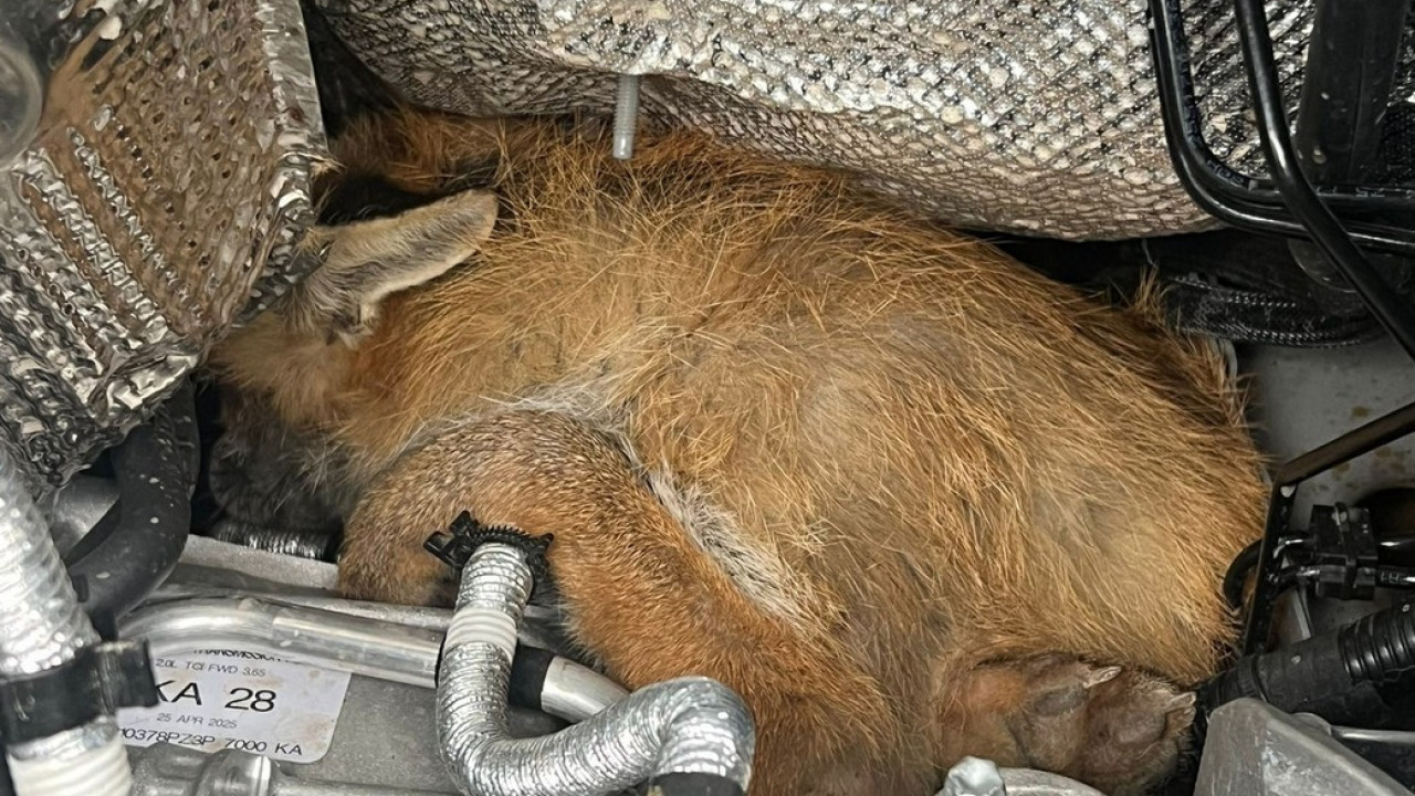 ЗАСВЕТЛЕЛА ЛАМПИЦА: Нећете веровати ШТА је нашао под хаубом