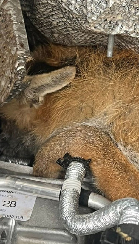 ЗАСВЕТЛЕЛА ЛАМПИЦА: Нећете веровати ШТА је нашао под хаубом