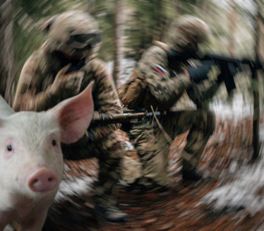 РУСЕ ОД СМРТИ СПАСИЛА - СВИЊА: Погледајте драматичан снимак