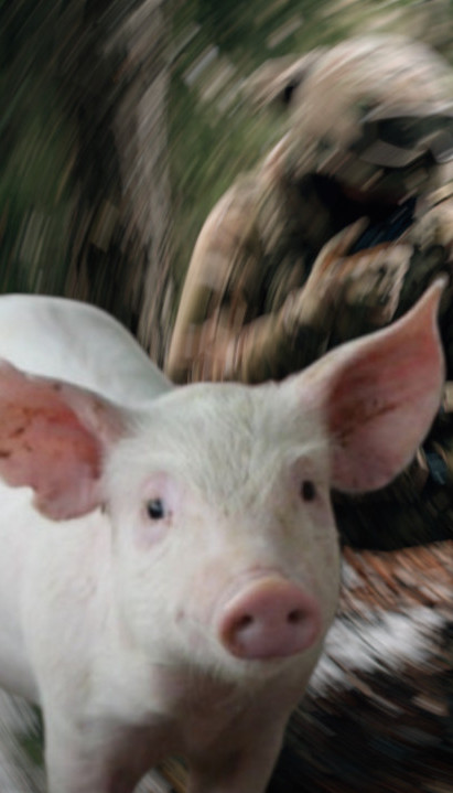 РУСЕ ОД СМРТИ СПАСИЛА - СВИЊА: Погледајте драматичан снимак