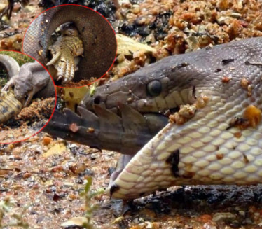 SUROVA PRIRODA: Piton kao od šale progutao krokodila (FOTO)