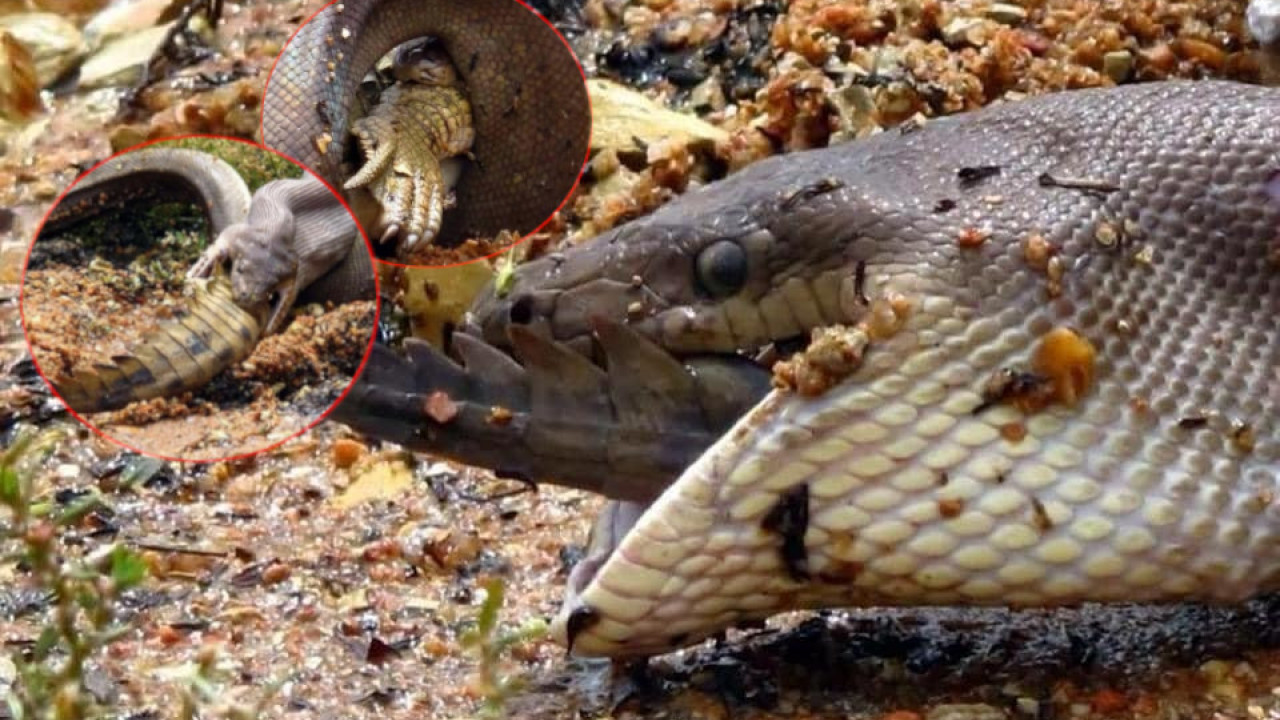 SUROVA PRIRODA: Piton kao od šale progutao krokodila (FOTO)