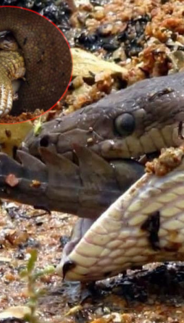 СУРОВА ПРИРОДА: Питон као од шале прогутао крокодила (ФОТО)