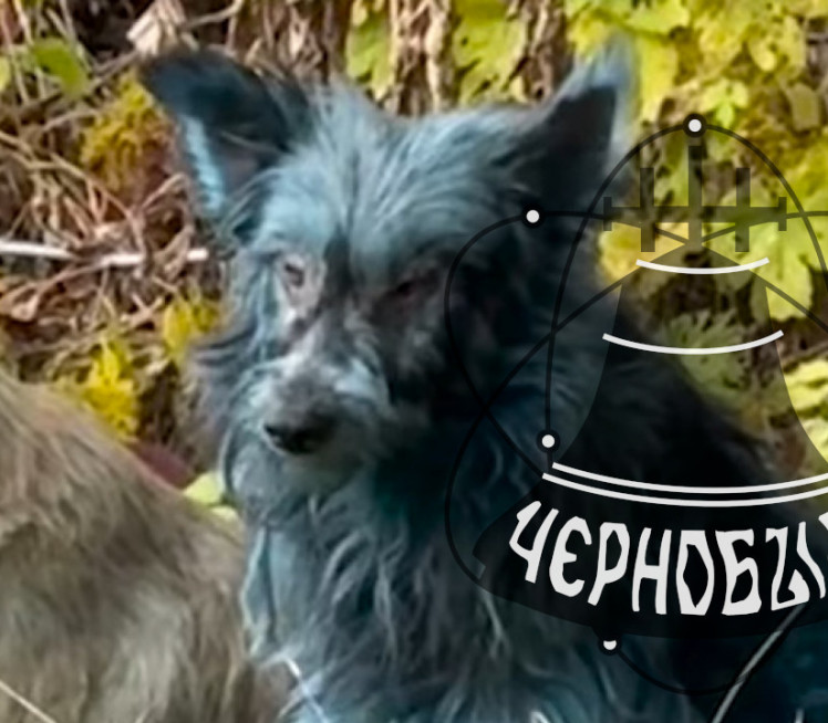 НЕВЕРОВАТНО: Откривено ЗАШТО су чернобиљски пси ПОПЛАВЕЛИ