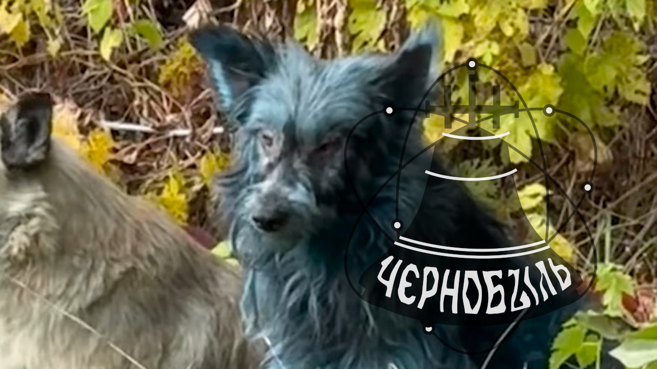 НЕВЕРОВАТНО: Откривено ЗАШТО су чернобиљски пси ПОПЛАВЕЛИ
