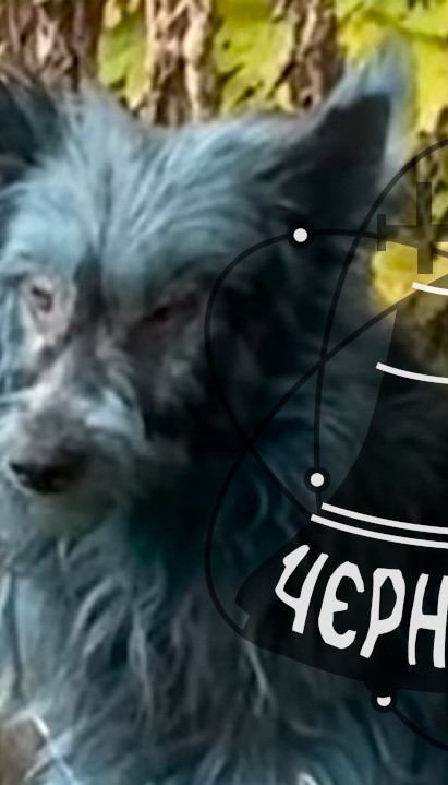 NEVEROVATNO: Otkriveno ZAŠTO su černobiljski psi POPLAVELI