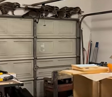 ČULA ČUDNE ZVUKOVE IZ GARAŽE: Neverica ŠTA je zatekla unutra