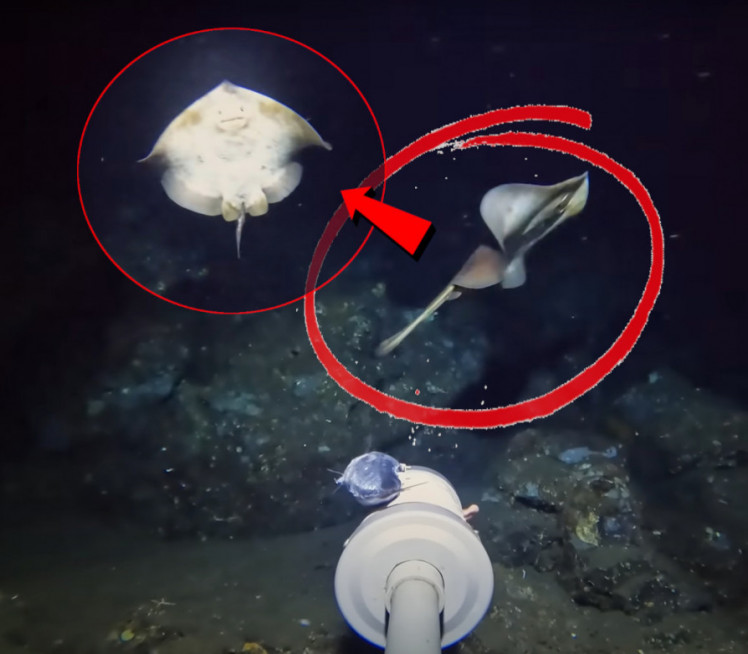 SNIMIO BIĆE NA MORSKOM DNU: Naučnici nemaju pojma ŠTA je ovo