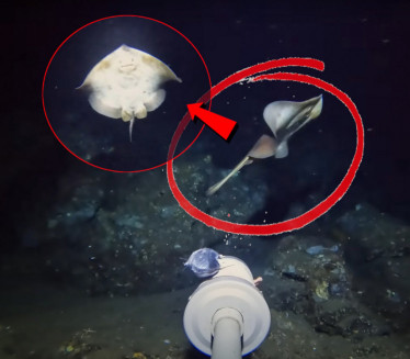 СНИМИО БИЋЕ НА МОРСКОМ ДНУ: Научници немају појма ШТА је ово