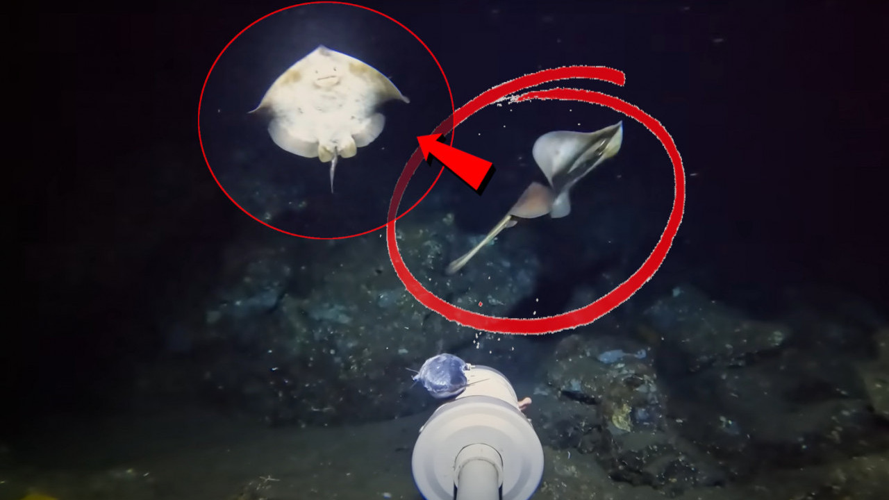 SNIMIO BIĆE NA MORSKOM DNU: Naučnici nemaju pojma ŠTA je ovo