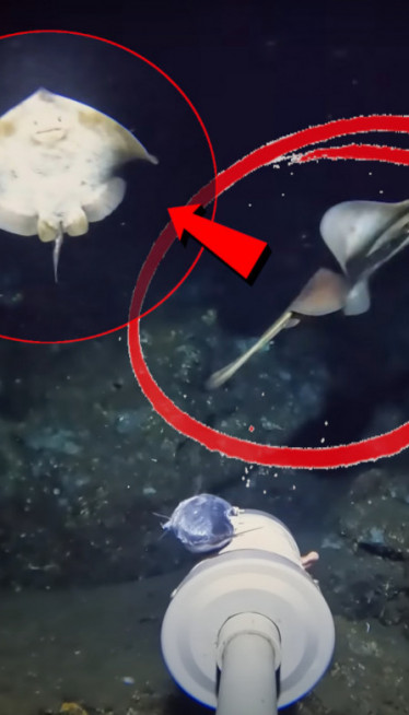 СНИМИО БИЋЕ НА МОРСКОМ ДНУ: Научници немају појма ШТА је ово