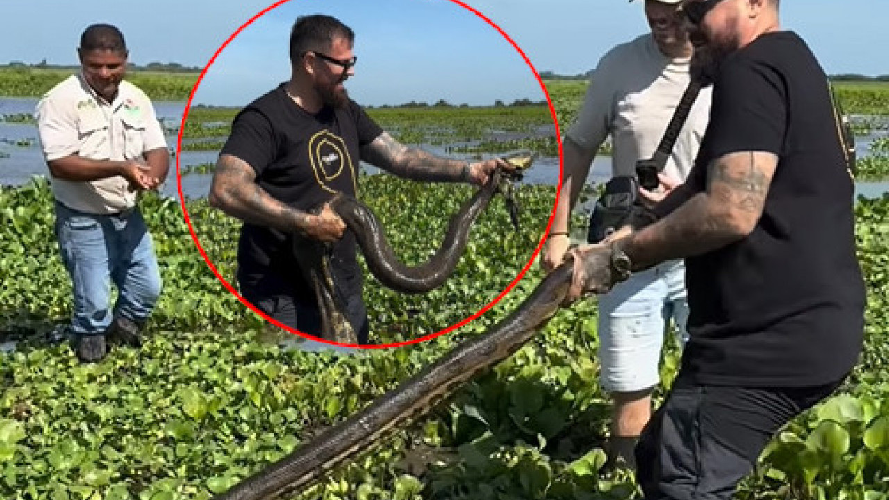 Hrvat "zabranjen" zbog ANAKONDE: "Video i istina ostaju!"