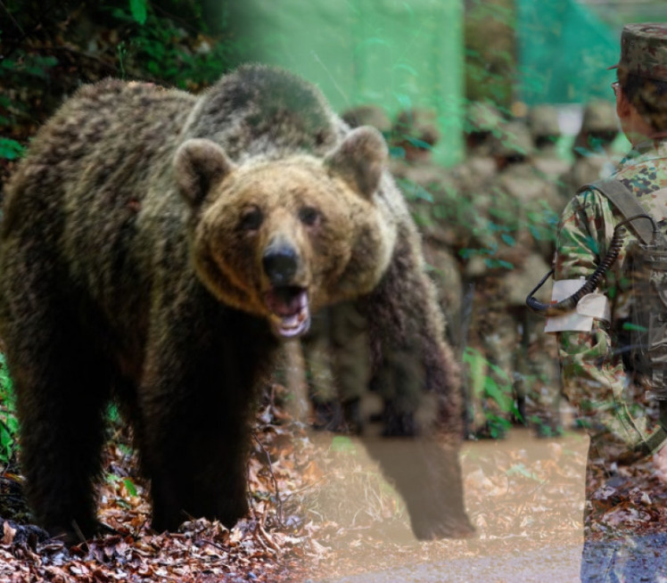 NOVI NAPAD MEDVEDA: Država nema rešenja-objavila rat zverima!