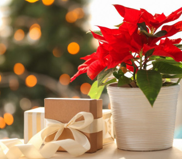 BOŽIĆNA ZVEZDA: Kako se neguje najpoznatija praznična biljka?
