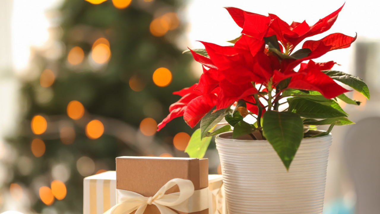 BOŽIĆNA ZVEZDA: Kako se neguje najpoznatija praznična biljka?