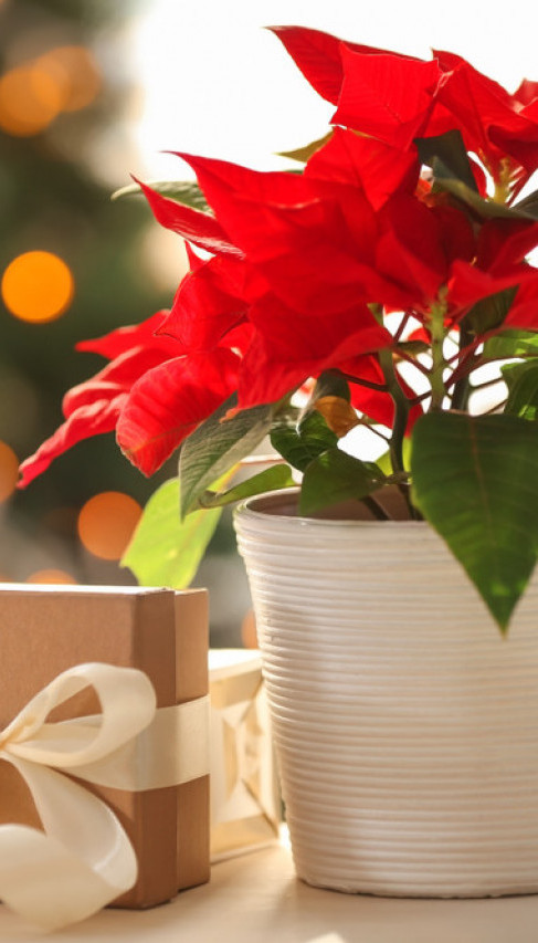 BOŽIĆNA ZVEZDA: Kako se neguje najpoznatija praznična biljka?