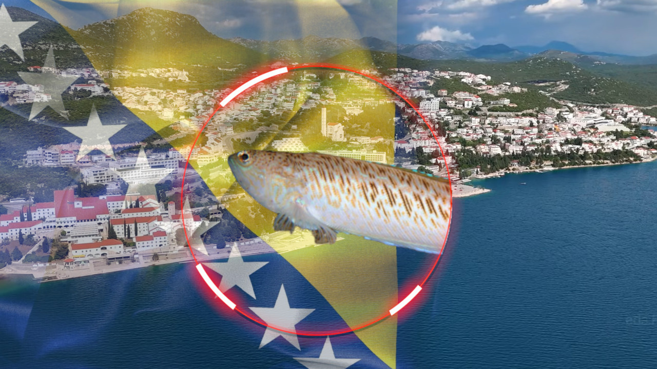 ŠOK U BOSNI U Neumu uhvaćena najotrovnija riba Jadrana FOTO)