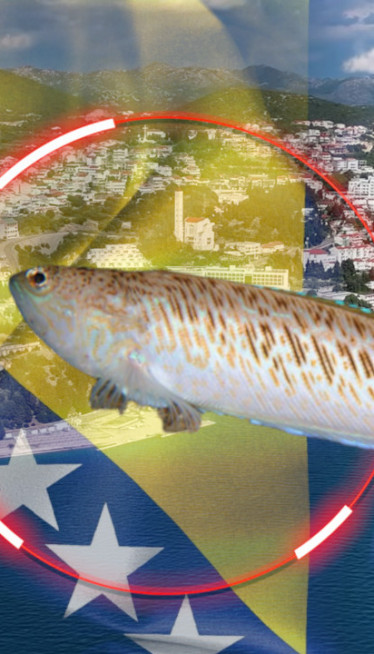 ŠOK U BOSNI U Neumu uhvaćena najotrovnija riba Jadrana FOTO)