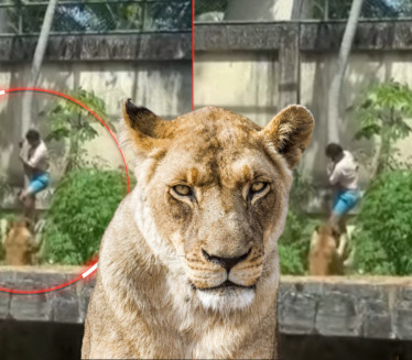 UZNEMIRUJUĆE: Ušao u kavez sa lavovima - nije mu bilo spasa