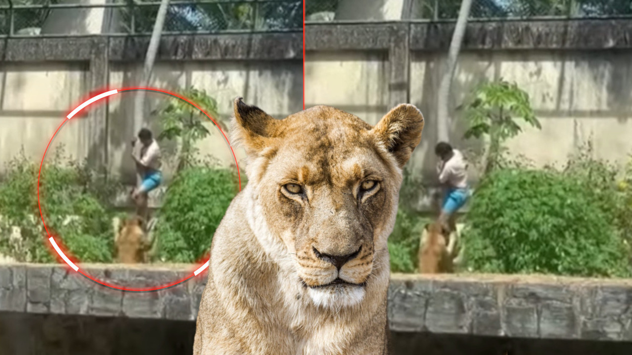 UZNEMIRUJUĆE: Ušao u kavez sa lavovima - nije mu bilo spasa