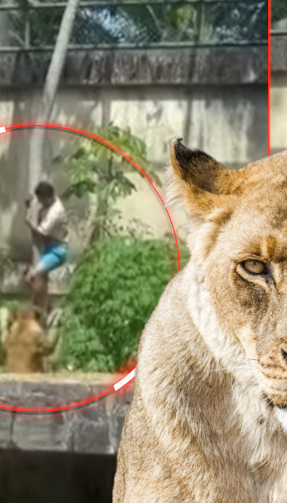 УЗНЕМИРУЈУЋЕ: Ушао у кавез са лавовима - није му било спаса