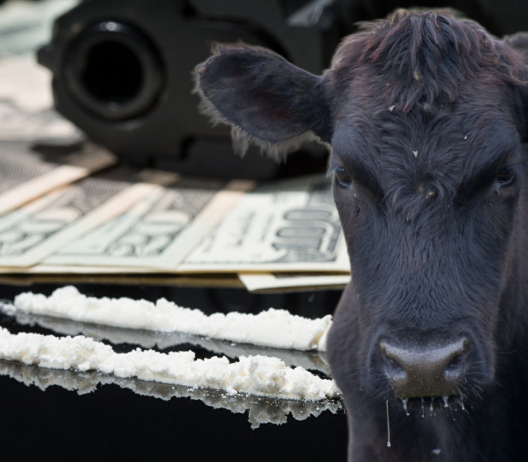 "КОКАИНСКЕ КРАВЕ" Како картели користе говеда за шверц дроге