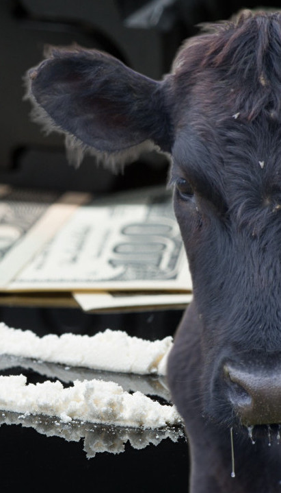 "КОКАИНСКЕ КРАВЕ" Како картели користе говеда за шверц дроге