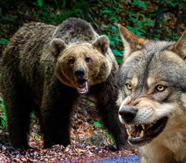 ZVERI HARAJU: Vuk ujeo dete, medved napao čoveka pred kućom