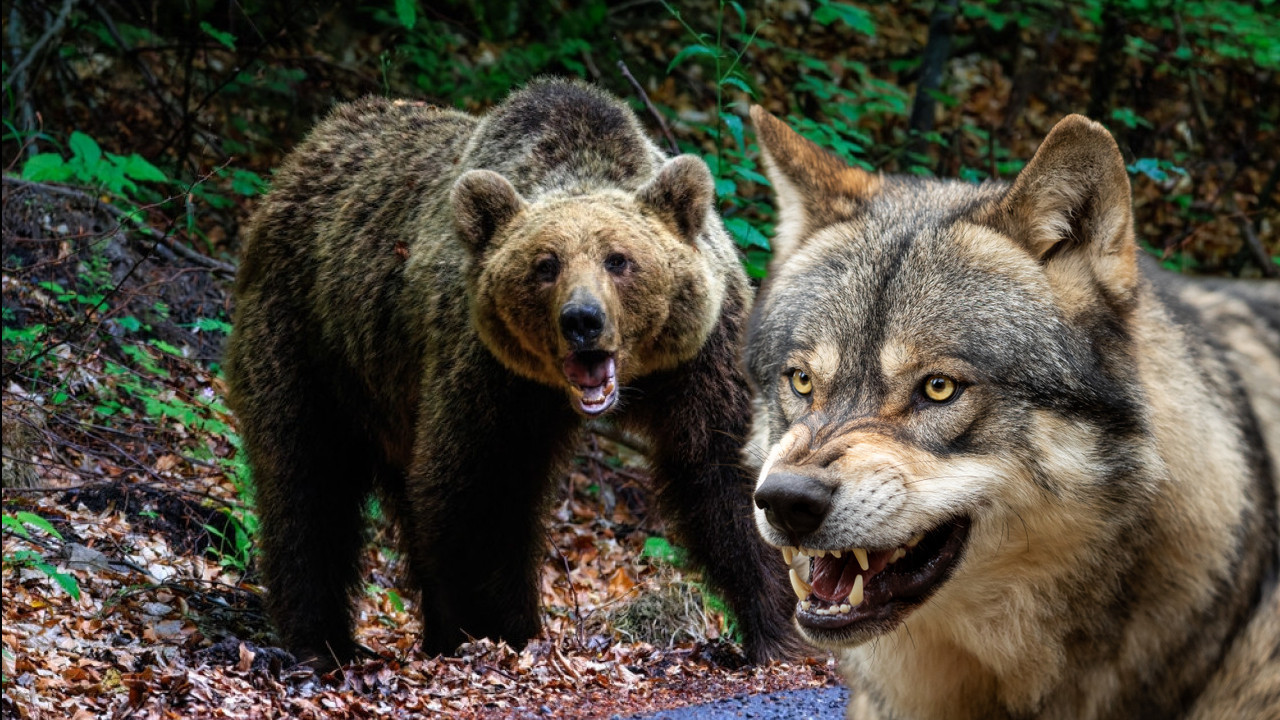 ЗВЕРИ ХАРАЈУ: Вук ујео дете, медвед напао човека пред кућом