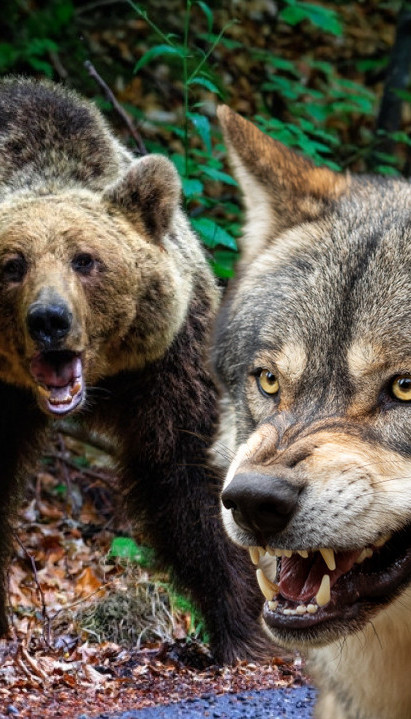ZVERI HARAJU: Vuk ujeo dete, medved napao čoveka pred kućom