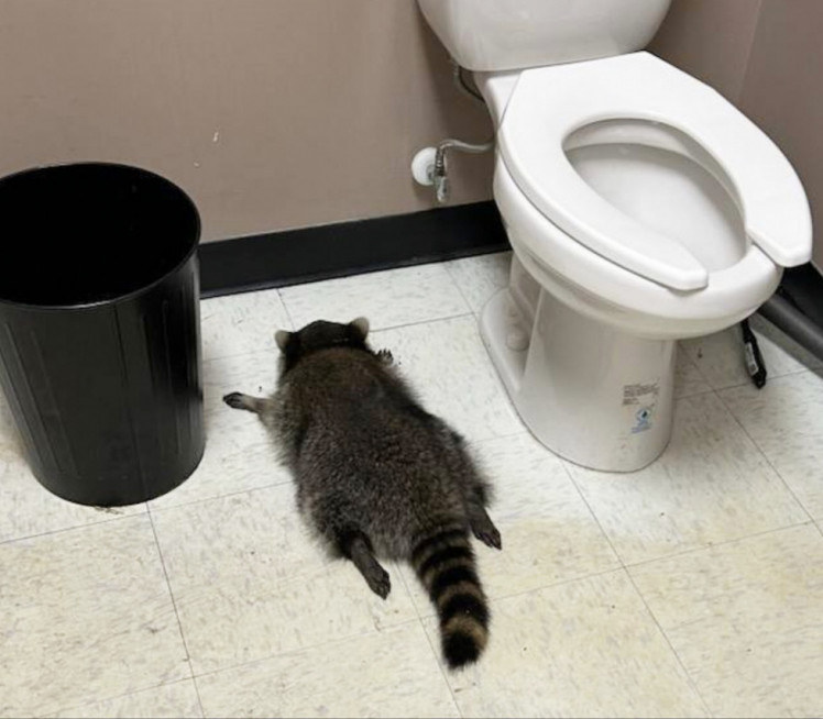 (FOTO) PIJANI RAKUN DIVLJAO PO RADNJI: Onesvestio se u WC-u