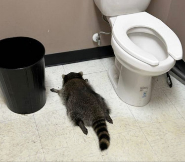 (FOTO) PIJANI RAKUN DIVLJAO PO RADNJI: Onesvestio se u WC-u