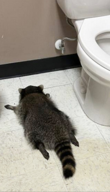 (FOTO) PIJANI RAKUN DIVLJAO PO RADNJI: Onesvestio se u WC-u