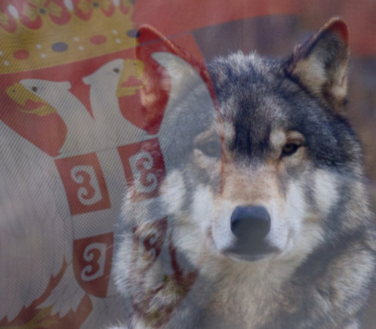 MITSKI PREDAK: Zašto se Srbi plaše i obožavaju vukove