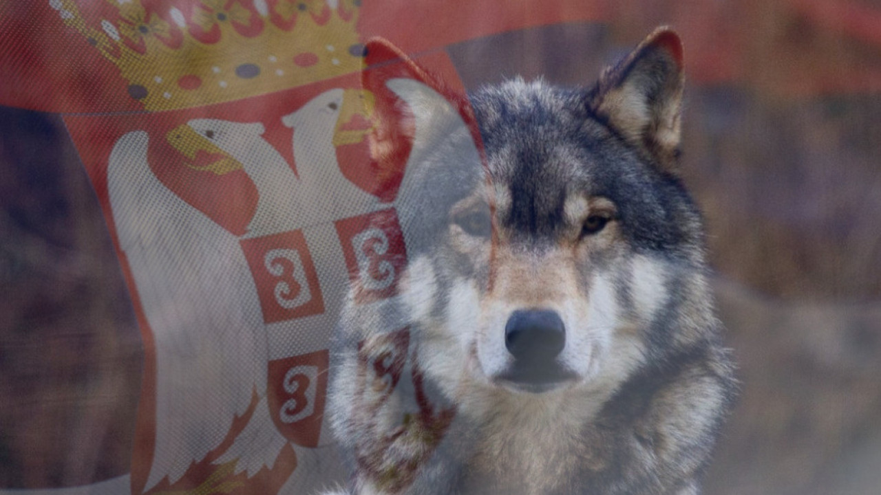 МИТСКИ ПРЕДАК: Зашто се Срби плаше и обожавају вукове