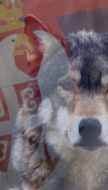 МИТСКИ ПРЕДАК: Зашто се Срби плаше и обожавају вукове