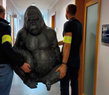 BILA UKRADENA MESEC DANA: Policija pronašla "otetu" gorilu