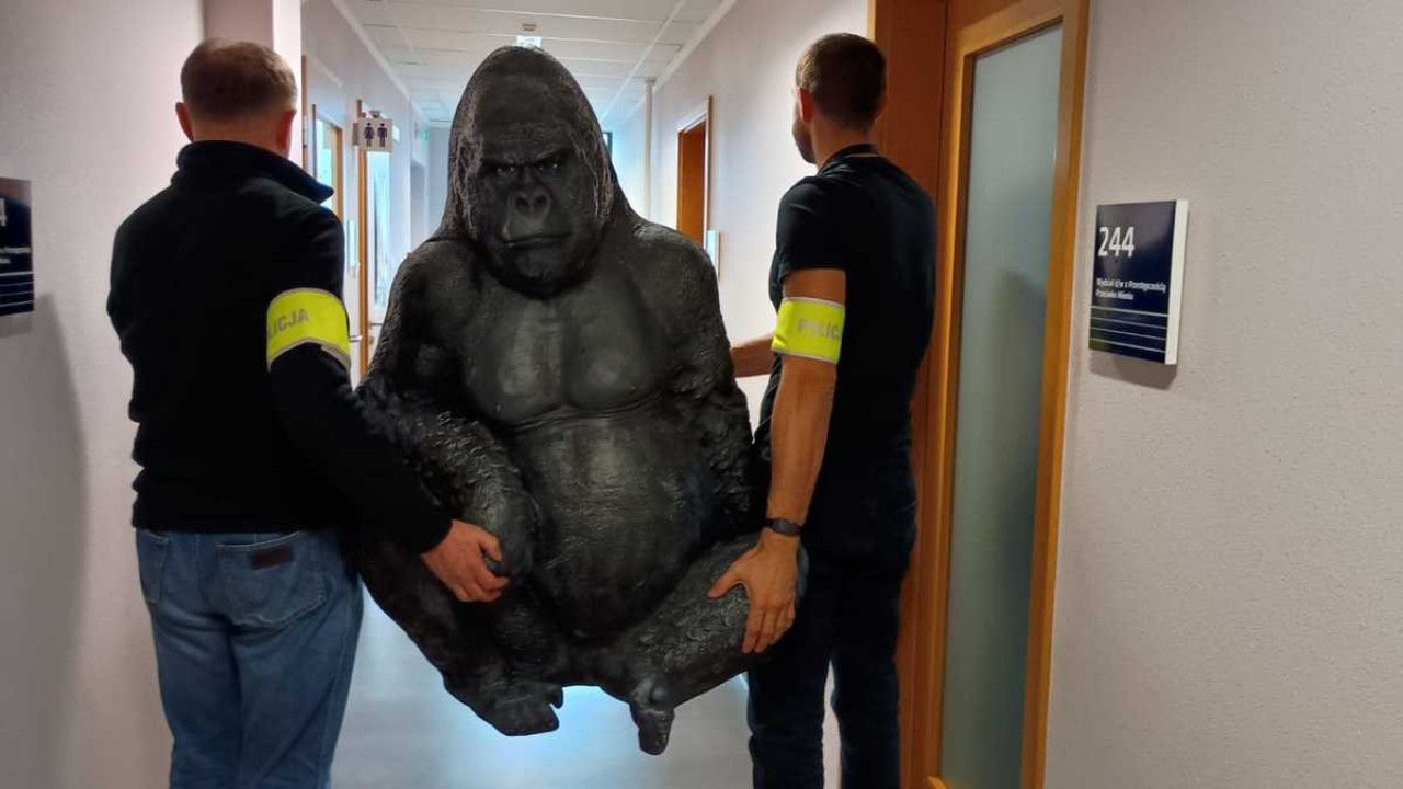 БИЛА УКРАДЕНА МЕСЕЦ ДАНА: Полиција пронашла "отету" горилу