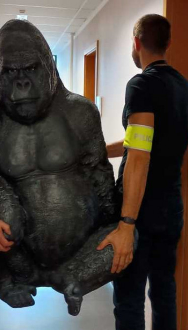 BILA UKRADENA MESEC DANA: Policija pronašla "otetu" gorilu